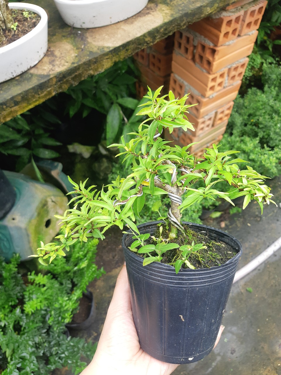 Mai chiếu thủy bonsai mini SIÊU BÔNG TẶNG CHẬU