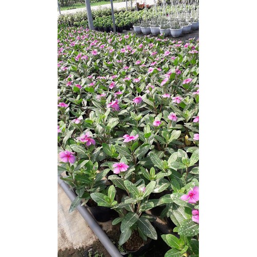 CHẬU HOA DỪA CẠN SIÊU ĐẸP