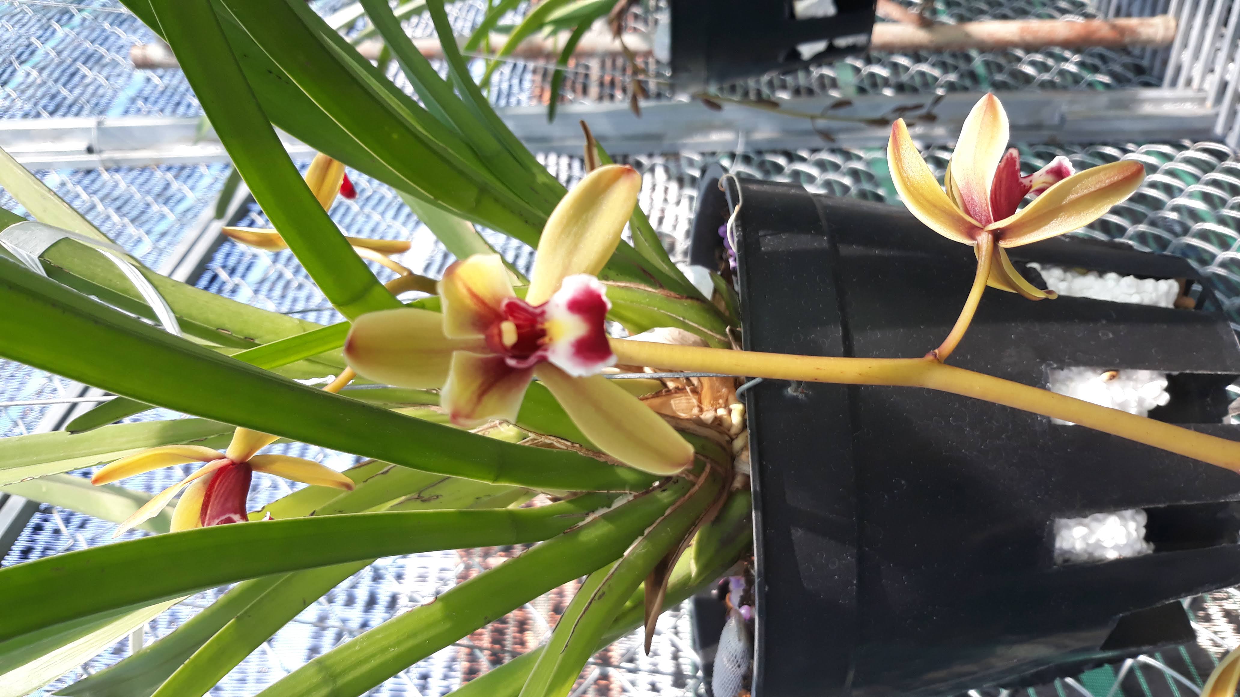 1 thân lan kiếm rừng Tiên Vũ, mặt hoa như hình.