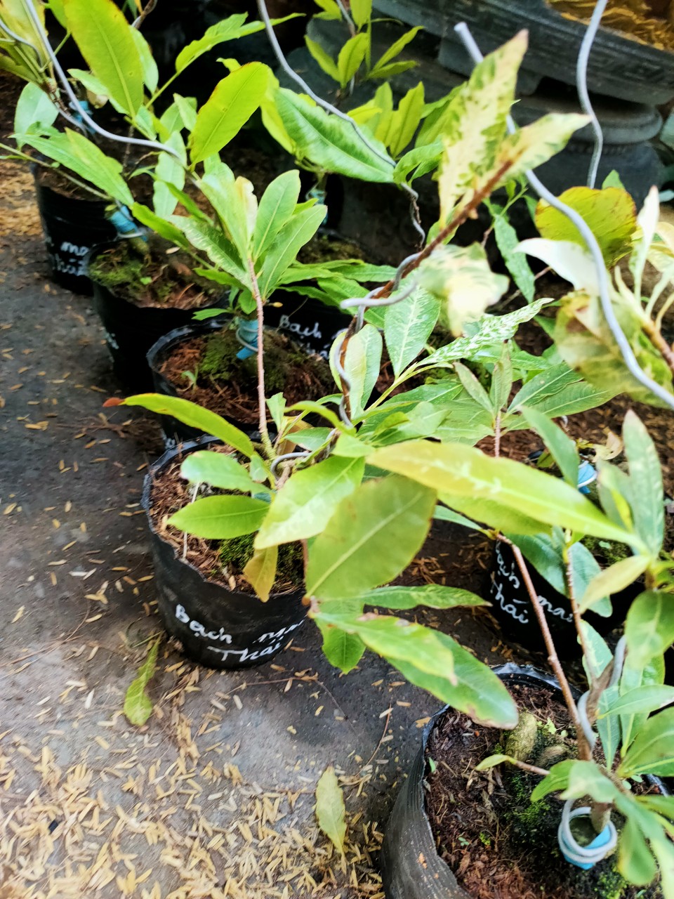 Cây Bạch mai Thái (cánh hoa khoảng 24 cánh)