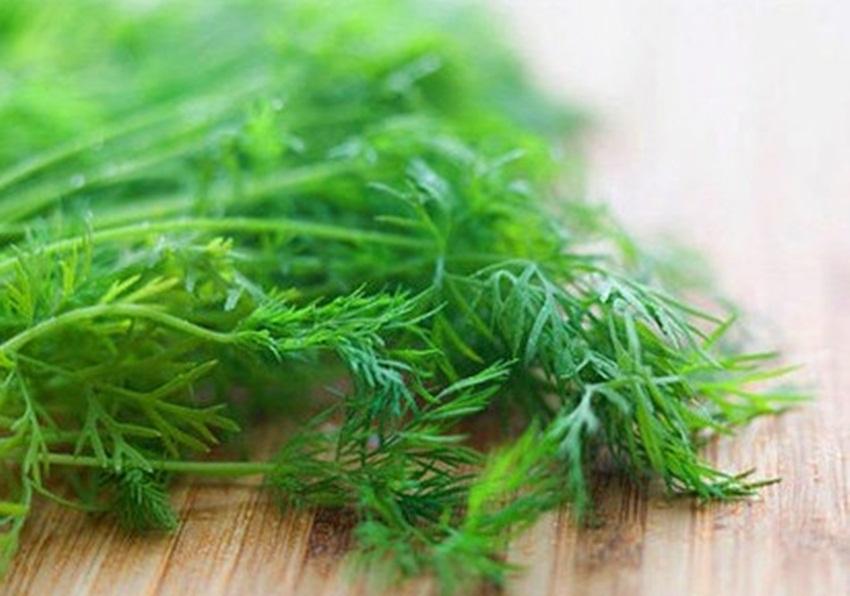300 Hạt giống rau thì là bốn mùa