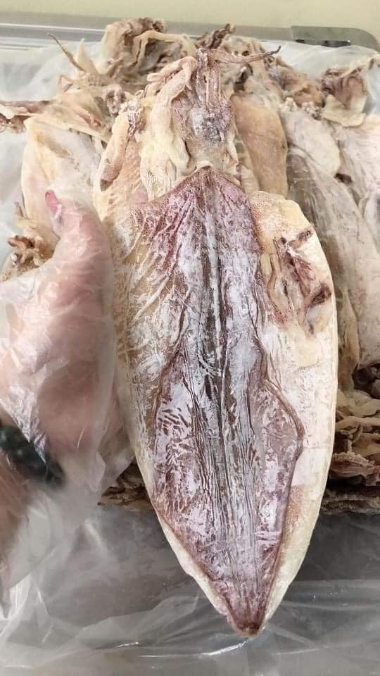 Mực câu Cát Bà  Loại 1 <0.5-1kg>