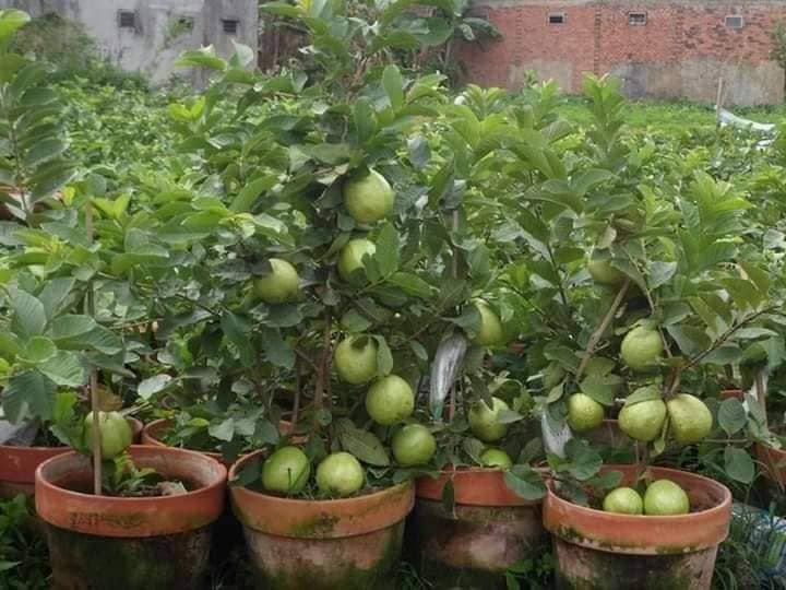 CÂY GIỐNG ỔI KO HAT ( ÔI NỮA HOÀNG ) NGON NGỌT