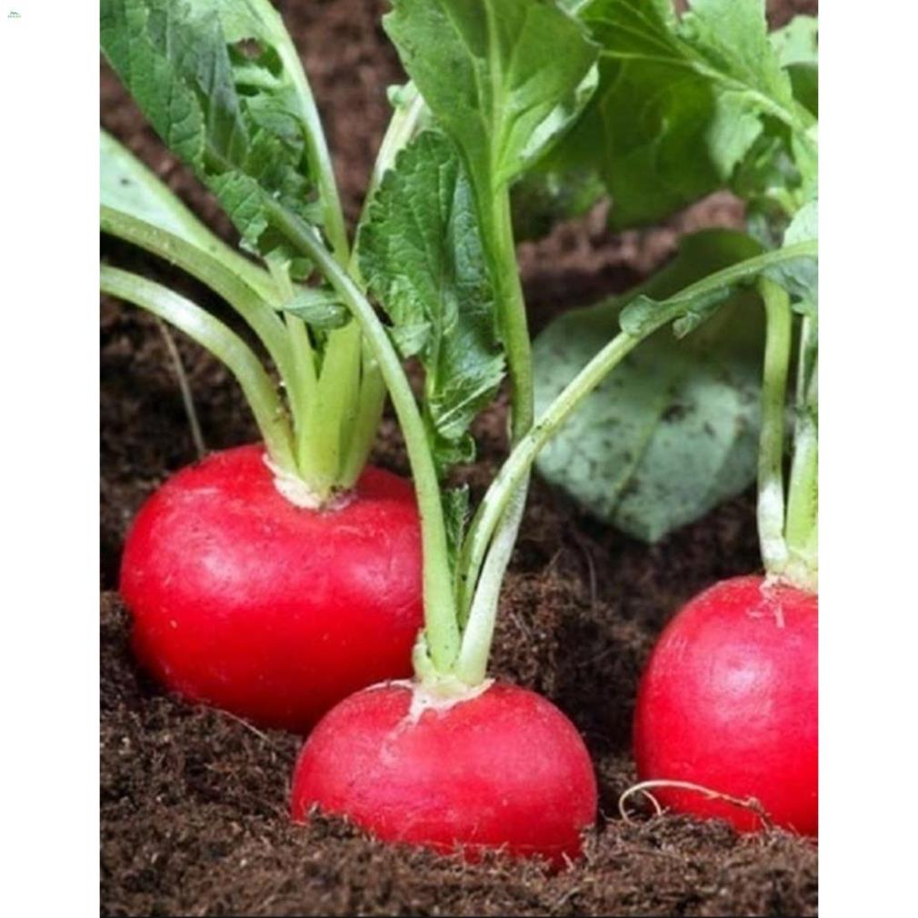 Hạt củ cải đỏ tròn F1 - gói 5 gram