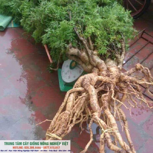 Combo 10 Cây Đinh Lăng Nếp giống chuẩn