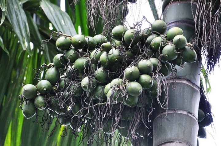 1 KG QUẢ CAU TƯƠI MIỀN BẮC