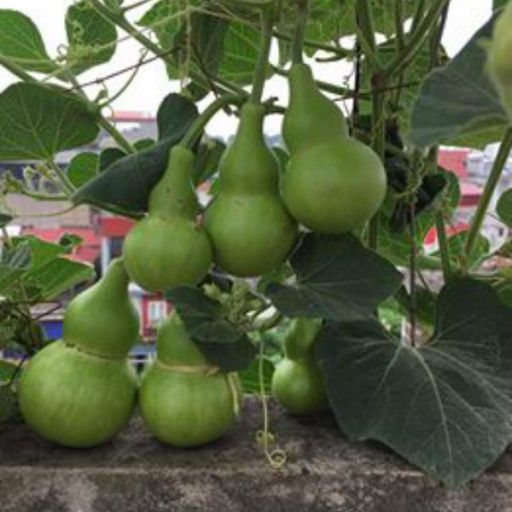 Hạt Giống Bầu Hồ Lô Năng Suất Cao (1gr)