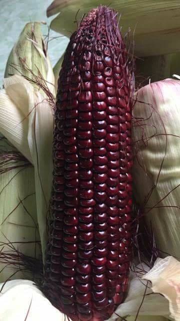 Hạt giống ngô nếp tím lai F1 - 1 gói 30 hạt