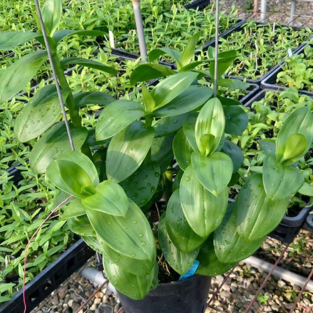 Hoa Lan Giả Hạc Phi Điệp Lá Mít Cây Giống