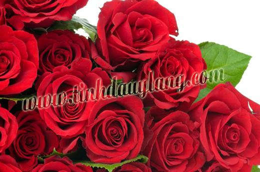 Dầu massage hoa hồng - 100ml (rose massage oil)