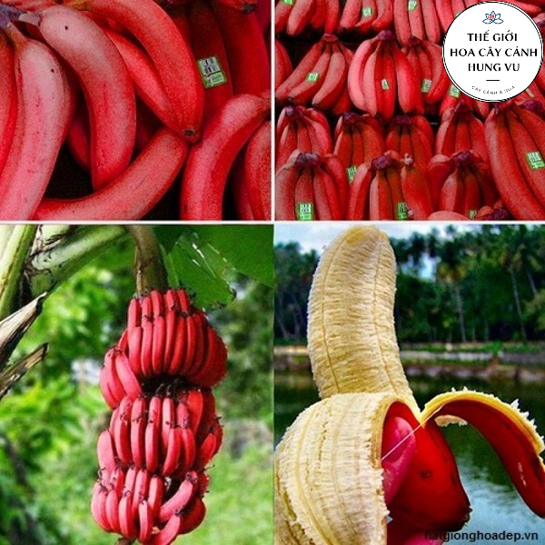 Cây chuối đỏ Dacca nuôi cấy mô.