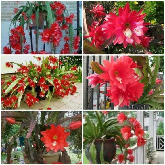[FREESHIP - Xả Khô Máu] Giống hoa nhật quỳnh [TẶNG 02 Cây Quế Giống]