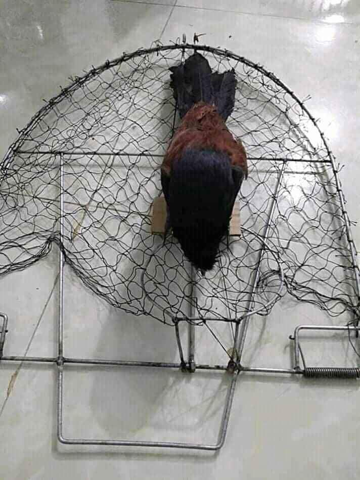 mẹt bẫy bìm bịp.mồi giả