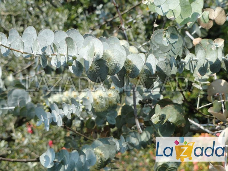 50h Hạt Giống Cây Lá Bạc Silver Dollar Baby Blue Lá To (| -KD: B21*V75*M186)