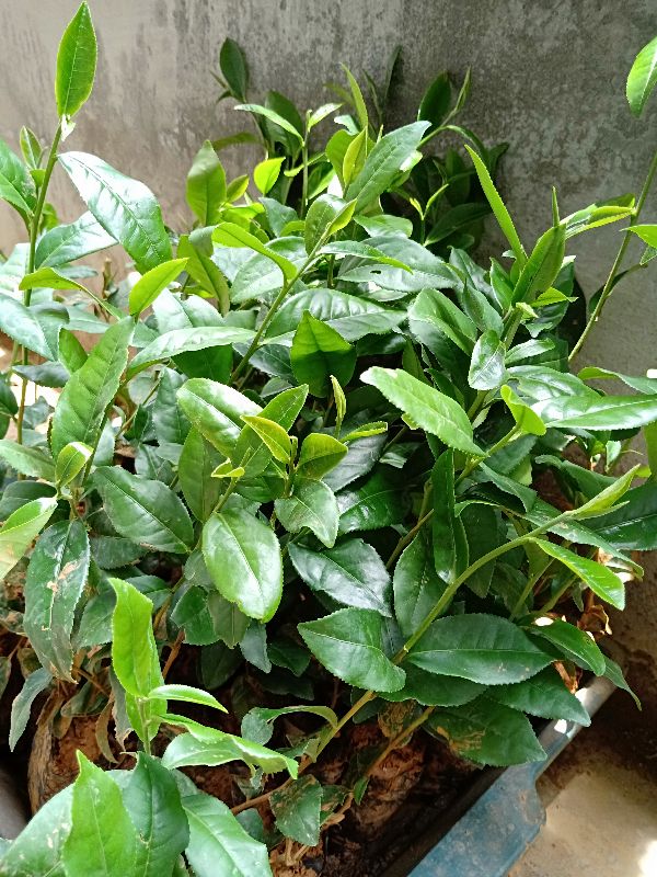 Chè Xanh ( Trà Xanh) - Chậu Rau Dược Liệu