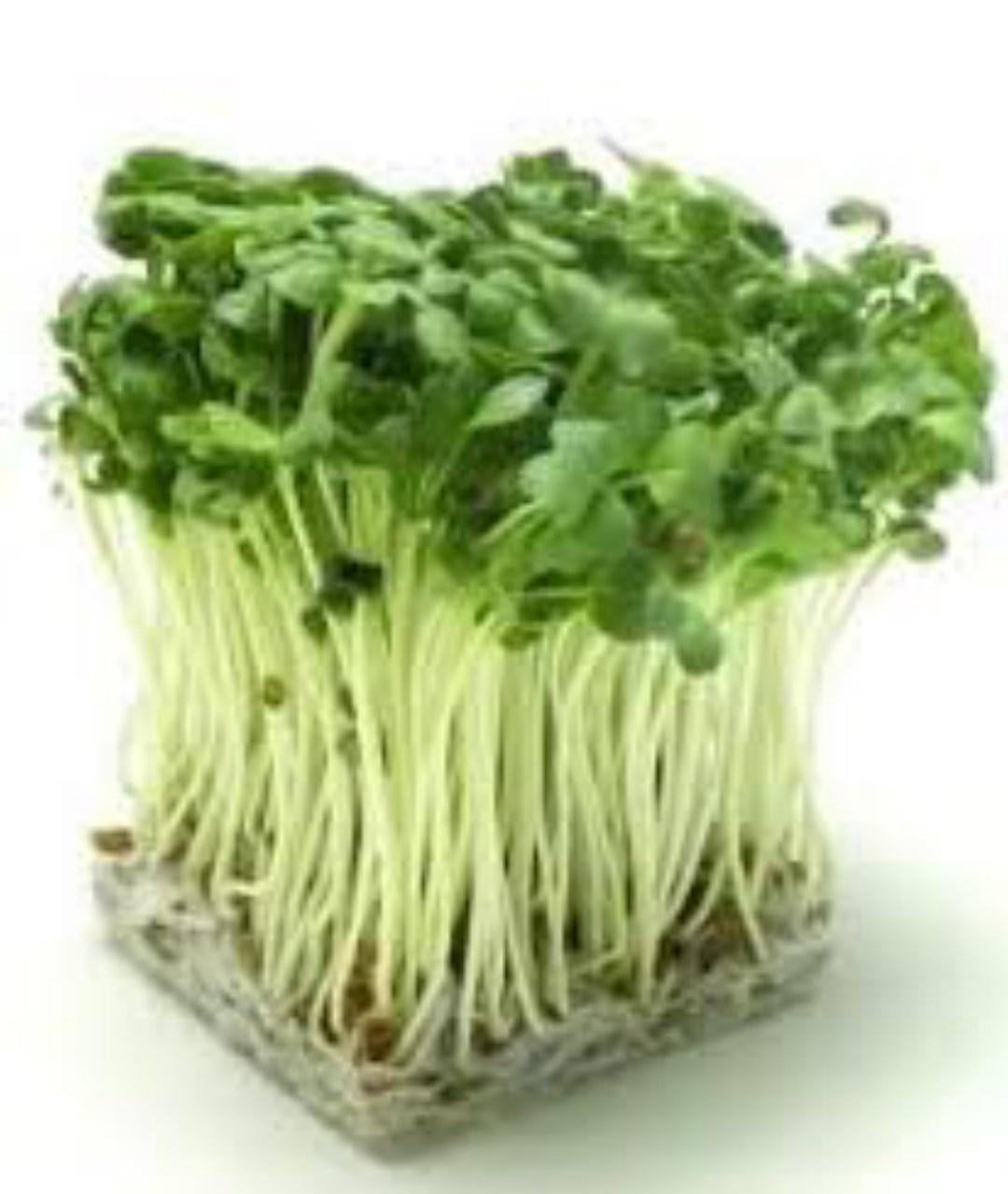 Bộ gói hạt giống ánh dương