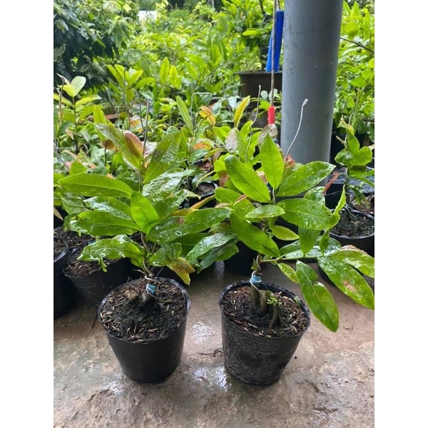 MAI CÚC HOA HỒNG THANH TÚ-cây giống