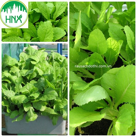 HẠT GIỐNG RAU CẢI MƠ CAO SẢN ( cải canh)- GÓI 5 gram