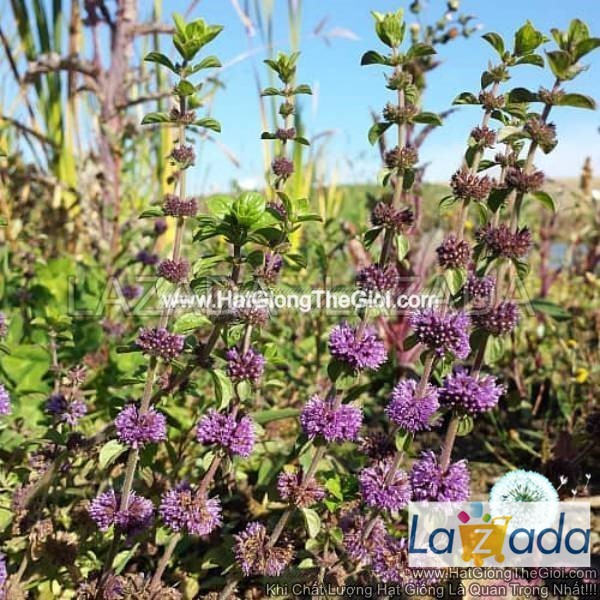 0.1GR 1200.HAT Hạt Giống Bạc Hà PennyRoyal (KL| C26*W35*M242)