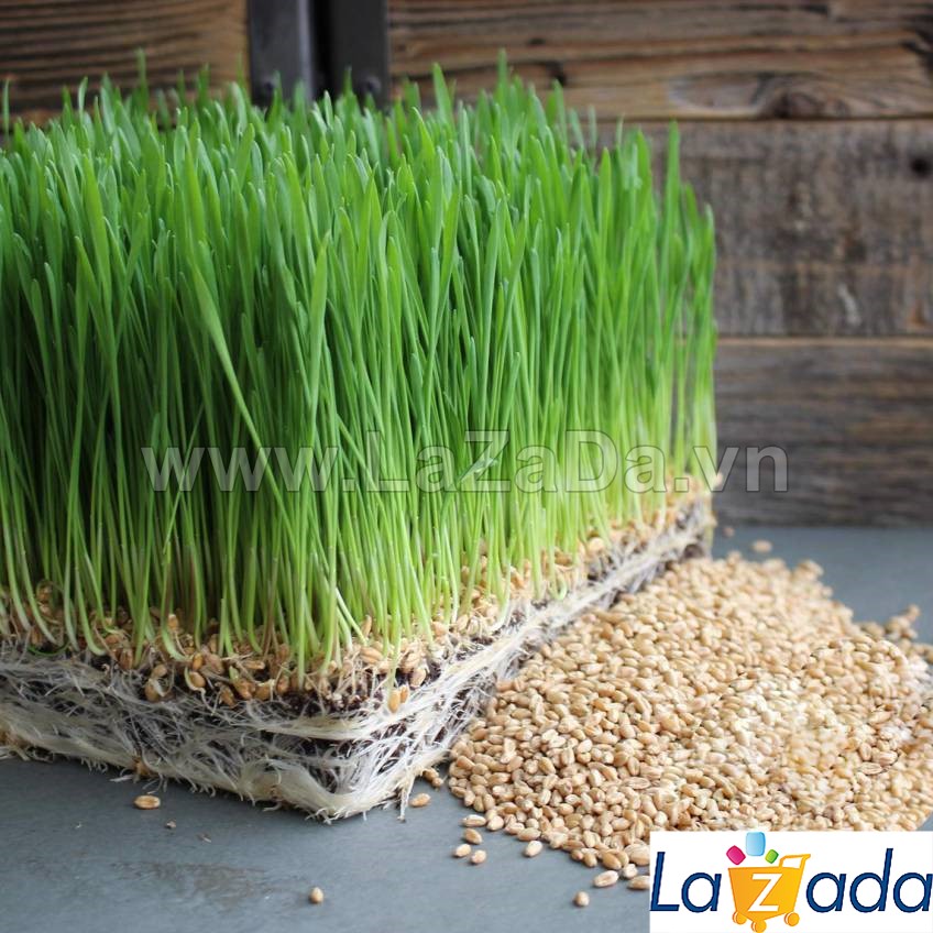1kg hạt giống cỏ lúa mì đỏ cỏ mèo wheatgrass