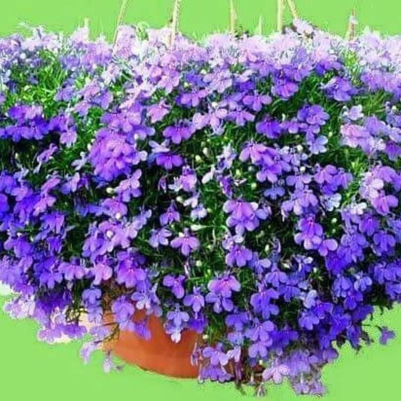 [SP Mới Về] - Combo 3 gói Hạt giống hoa lobelia mix (thúy điệp)