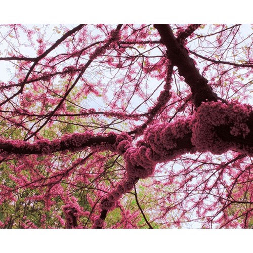 Cây Hoa Hạnh Phúc- cây gửi đi nguyên bầu