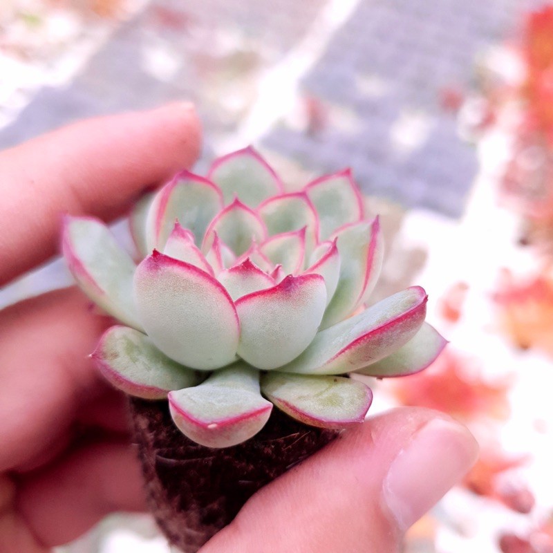 SEN ĐÁ VIỀN HỒNG SIZE MINI KHOẺ ĐẸP LỖI 1 ĐỔI 1