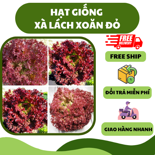 Hạt giống rau xà lách xoăn đỏ, xoăn tím - giòn ngọt dễ ăn, chịu nhiệt tốt, trồng quanh năm