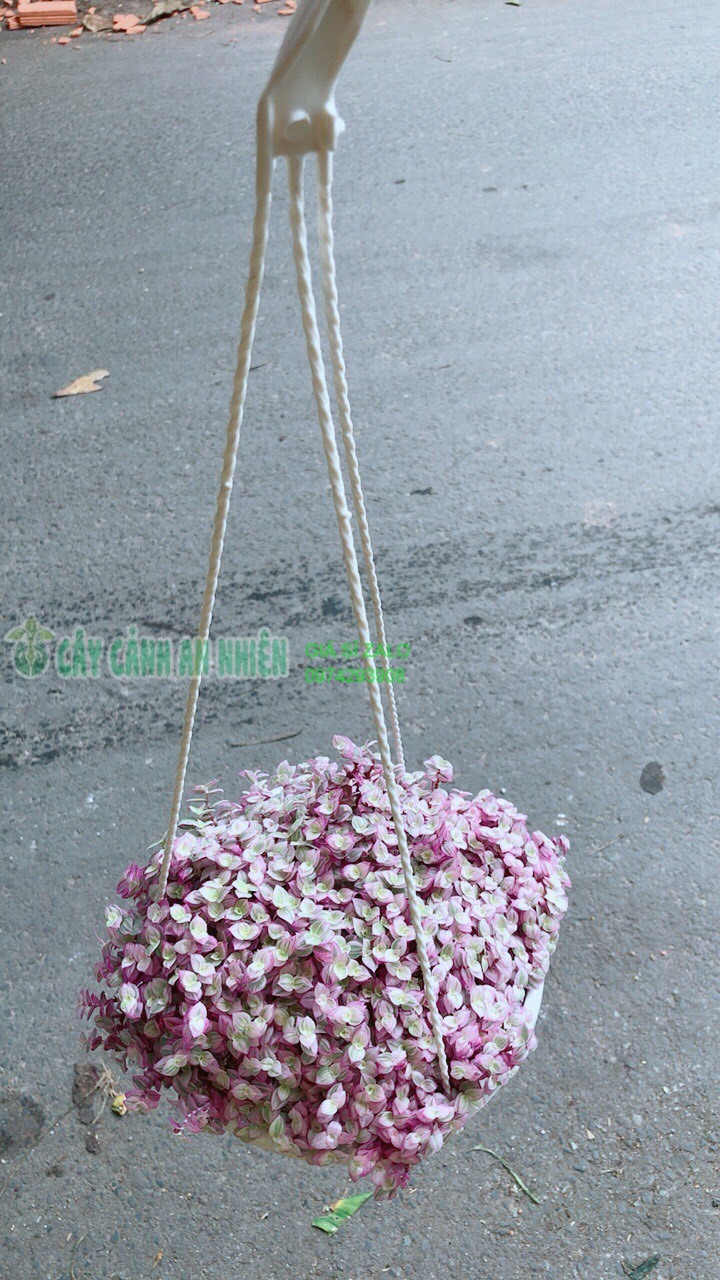 Chậu Thài Lài Hồng