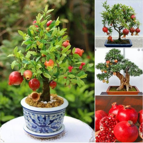 Hạt Giống Lựu Cảnh Lùn ( lựu bonsai ) ( 10 hạt )