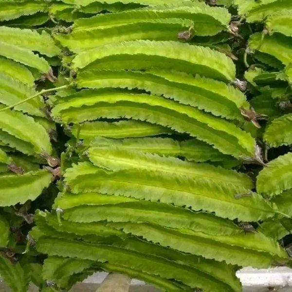 Hạt giống đậu rồng ( đỗ khế) gói 10 hạt