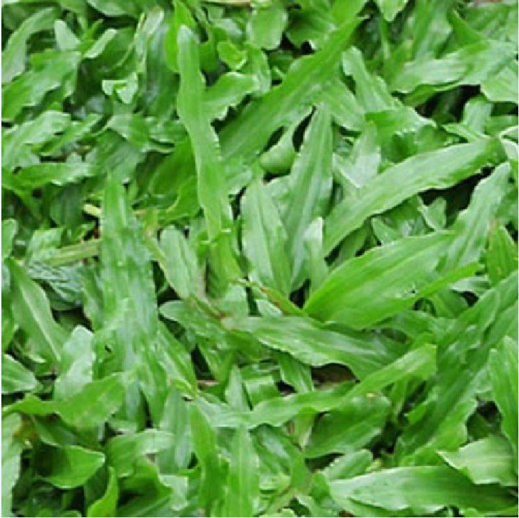 Hạt giống cỏ lá Gừng (cỏ lá Tre) - Gói 100 Hạt