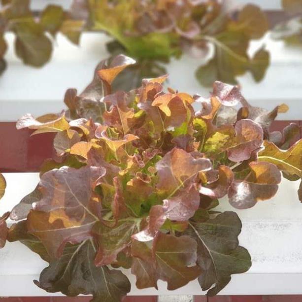 HẠT GIỐNG XÀ LÁCH SỒI ĐỎ OAKLEAF - GÓI 2 GRAM