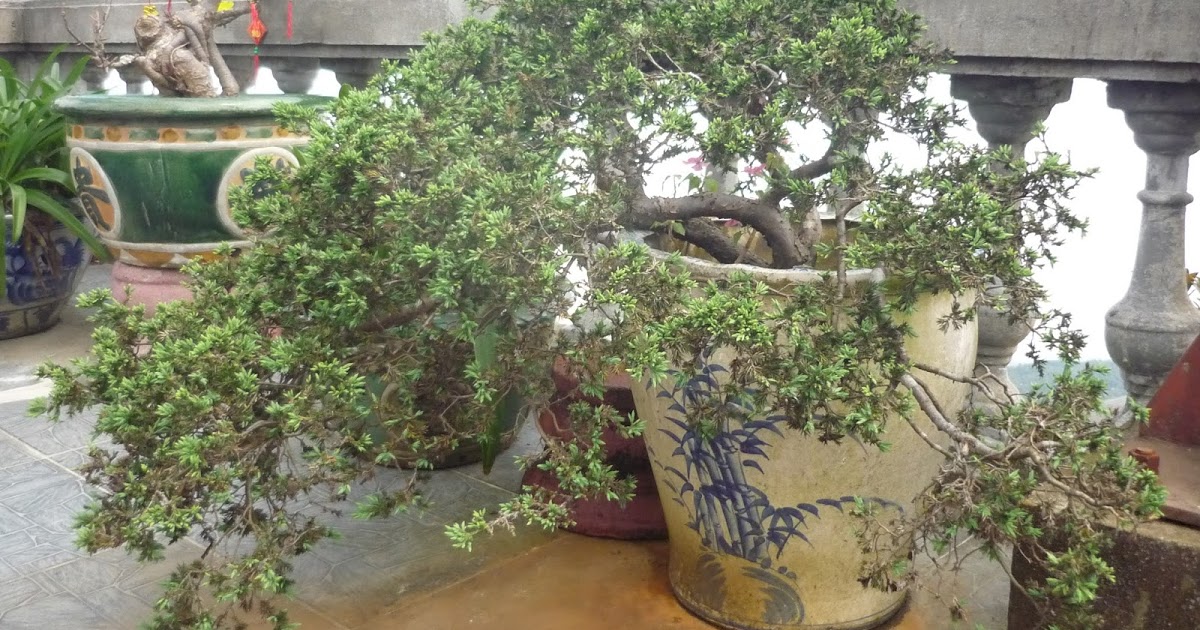 CHẬU CÂY TÙNG XÀ ( THỦY TÙNG--NGỌA TÙNG ) SIÊU ĐẸP