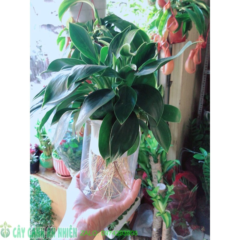 Chậu trầu bà đế vương thuỷ sinh