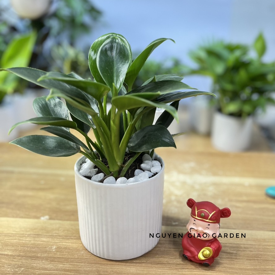 Cây trầu bà đế vương xanh chậu sứ để bàn
