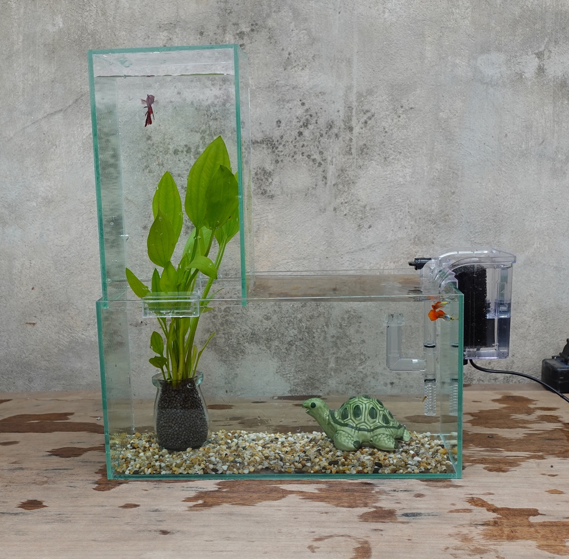 Set bể cá 33 cm úp ngược 7 món (bể 33, bể 13, sỏi nền, máy lọc, 2 ghim, lan nước, hũ phân nền, pk rùa)