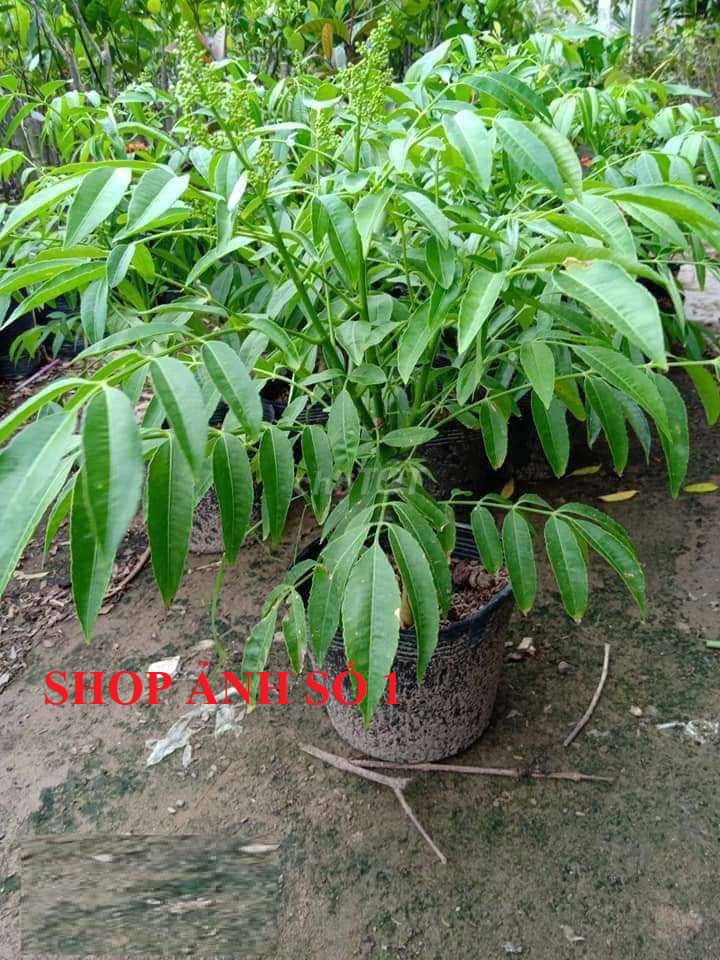 Cây CÓC THÁI CÂY MÔ , CÂY LỚN nguyên bầu, cg