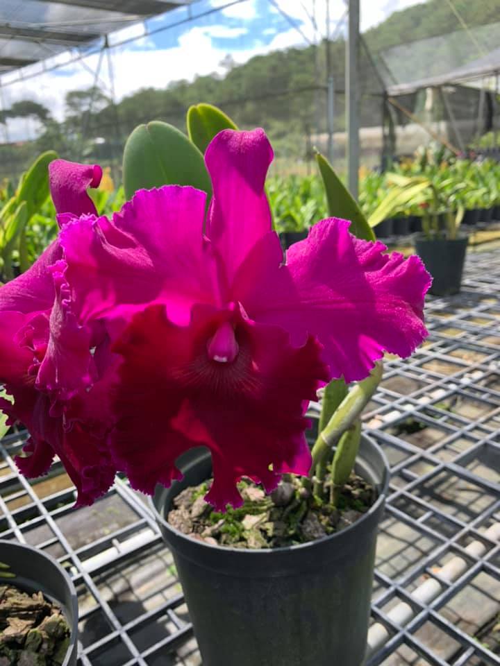 Cattleya- CHIA LIN- Chậu trưởng thành