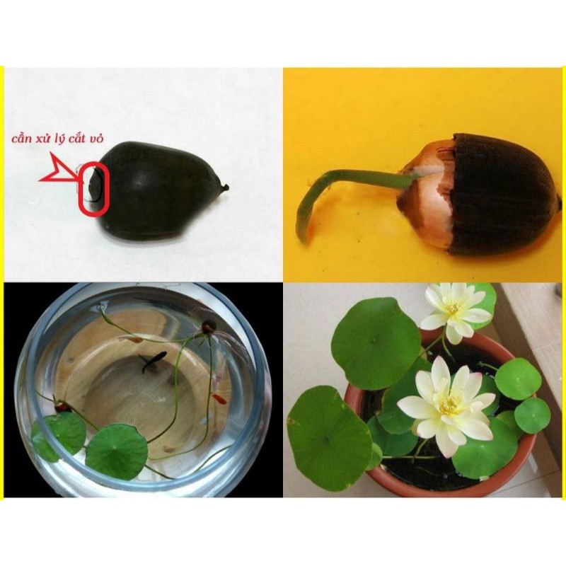 1 hạt sen mini mix màu ngẫu nhiên