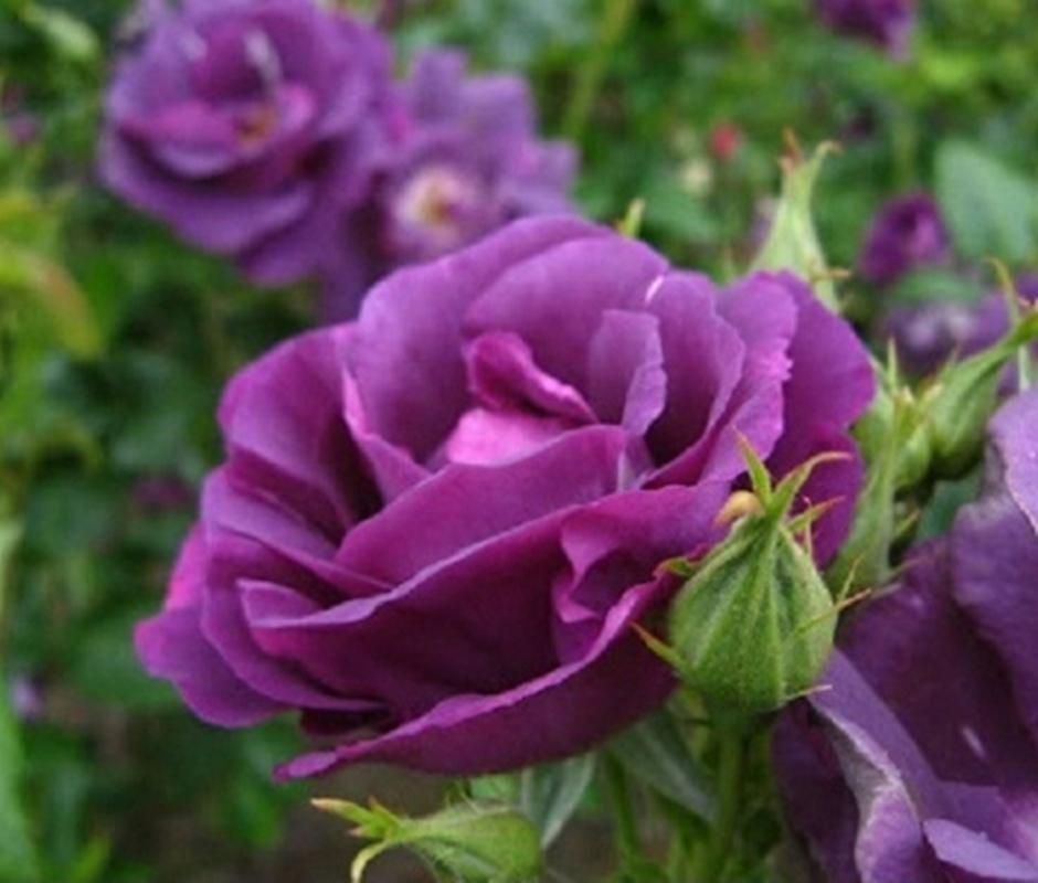 Combo 1 gói Hạt giống hoa Hồng tím 1 gói kích nảy mầm, 1 gói phân bón nảy chồi ra lá