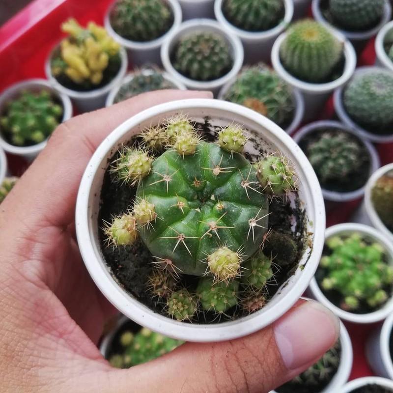 [HCM]xương rồng damsi