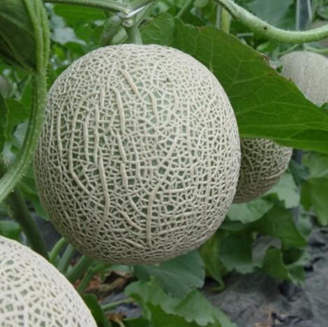 Hạt Giống Dưa Lưới Xanh F1 Gói 10 hạt