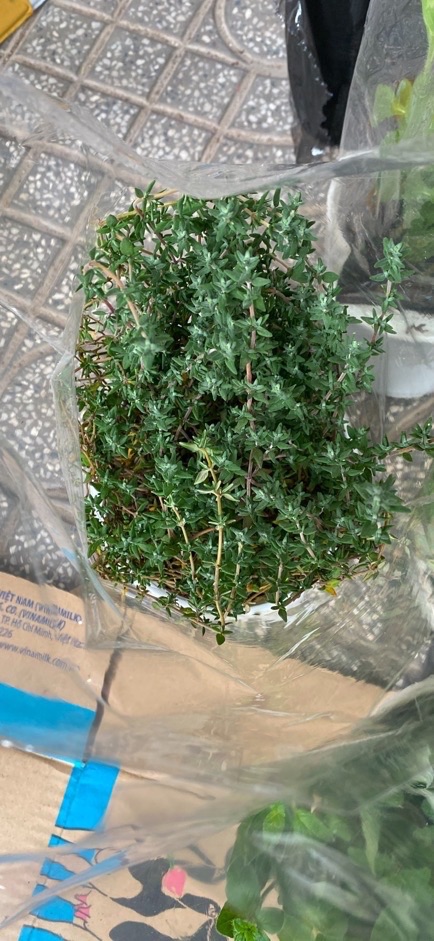 CÂY CỎ XẠ HƯƠNG - THYME