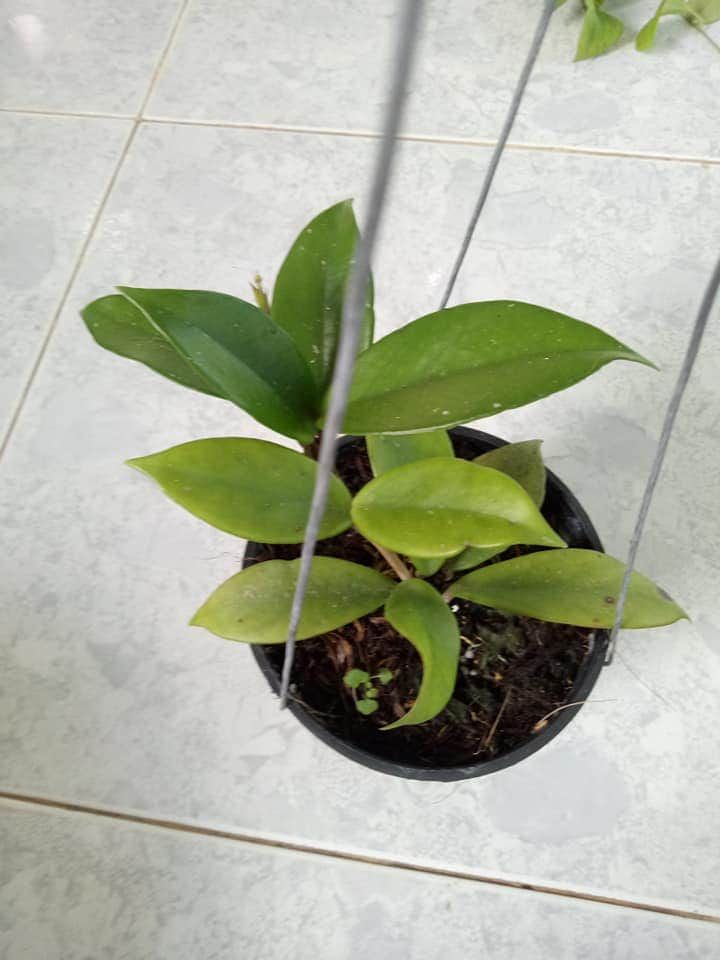 Cẩm cù ngọc trai đen cây nhỏ