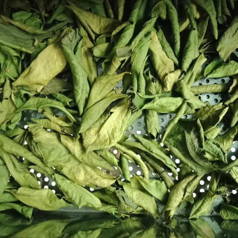Lá Chúc sấy lạnh (Lá chanh thái thơm)