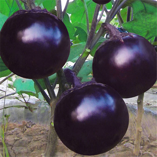 Hạt giống Cà Tím quả Tròn PSV141 | Phởms Market