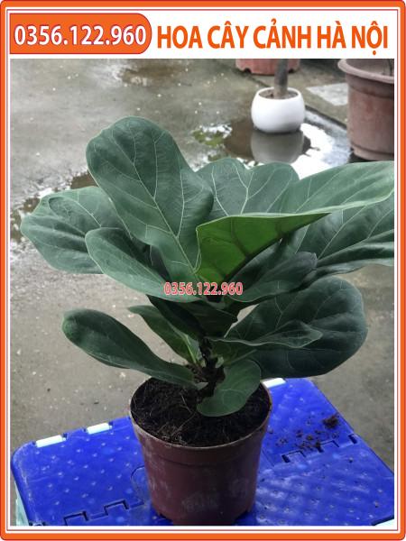 Cây bàng singapor để bàn