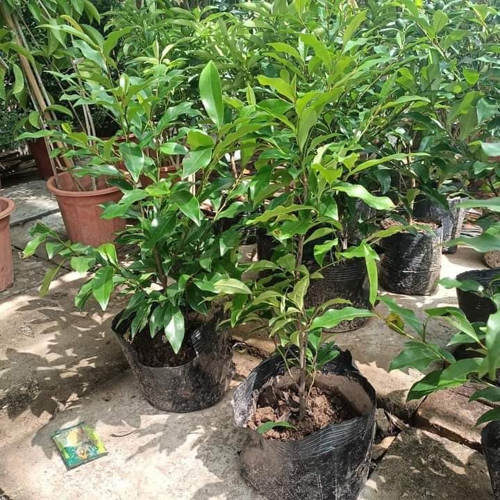CÂY GIỐNG HOA HÀM TIẾU