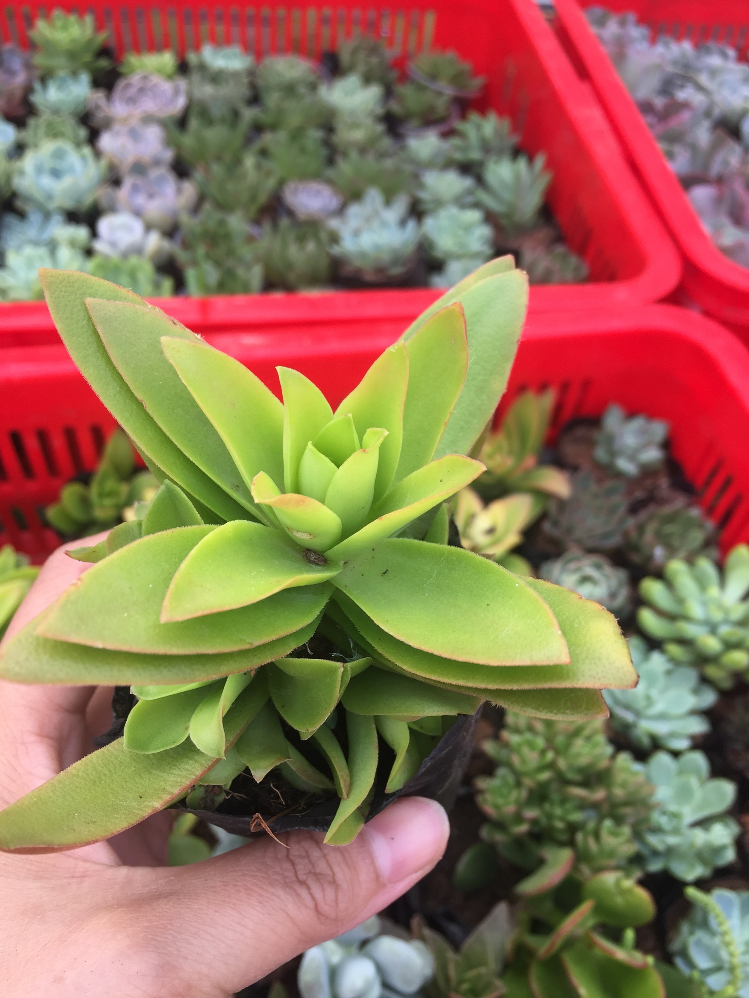 Sen Đá Tứ Phương size bầu